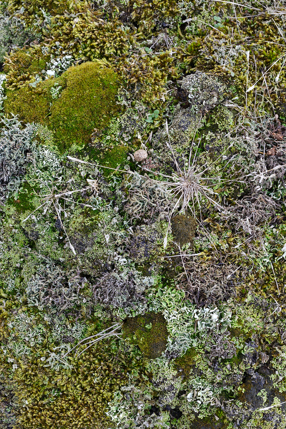 Verzameling (korst)mossen op de kale, zanderige duinhellingen in de Noordduinen bij Julianadorp aan Zee.