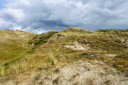 Kaal, open landschap van grijze duinen met zand, grassen en mossen in de Noordduinen bij Julianadorp aan Zee