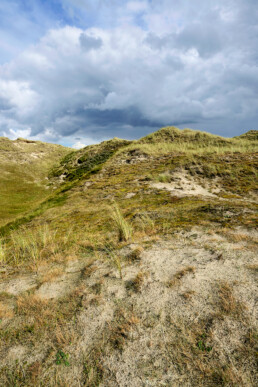 Kaal, open landschap van grijze duinen met zand, grassen en mossen in de Noordduinen bij Julianadorp aan Zee