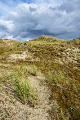 Kaal, open landschap van grijze duinen met zand, grassen en mossen in de Noordduinen bij Julianadorp aan Zee