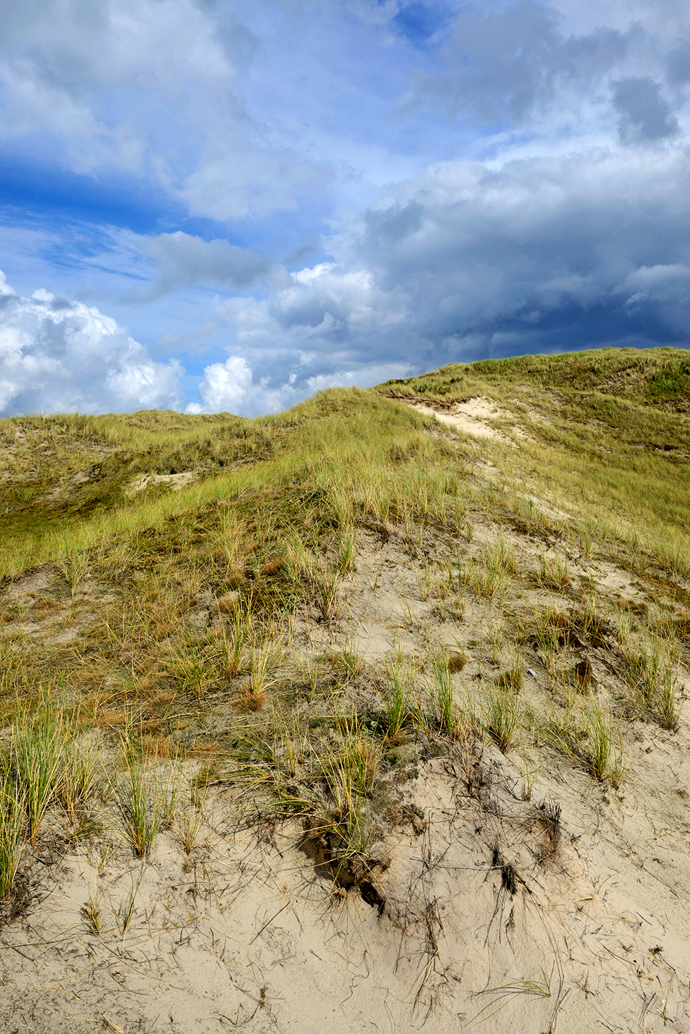 Kale duinhellingen met zand, grassen en mossen in het open duinlandschap van de Noordduinen bij Julianadorp aan Zee.