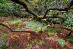 Slingerende, met mossen bedekte takken van eik tussen een zee van varens in het bos van de Amsterdamse Waterleidingduinen bij Vogelenzang.