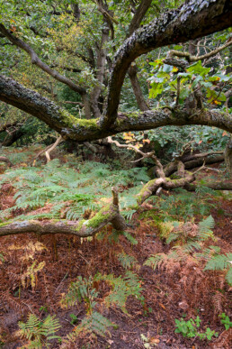 Slingerende, met mossen bedekte takken van eik tussen een zee van varens in het bos van de Amsterdamse Waterleidingduinen bij Vogelenzang.