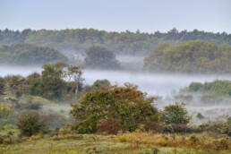 Lagen mist tussen duinstruweel voor bosrand tijdens zonsopkomst in het Nationaal Park Zuid-Kennemerland bij Bloemendaal.