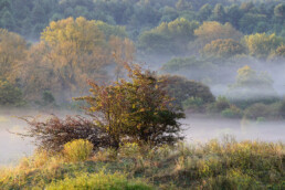 Lagen mist tussen duinstruweel voor bosrand tijdens zonsopkomst in het Nationaal Park Zuid-Kennemerland bij Bloemendaal.