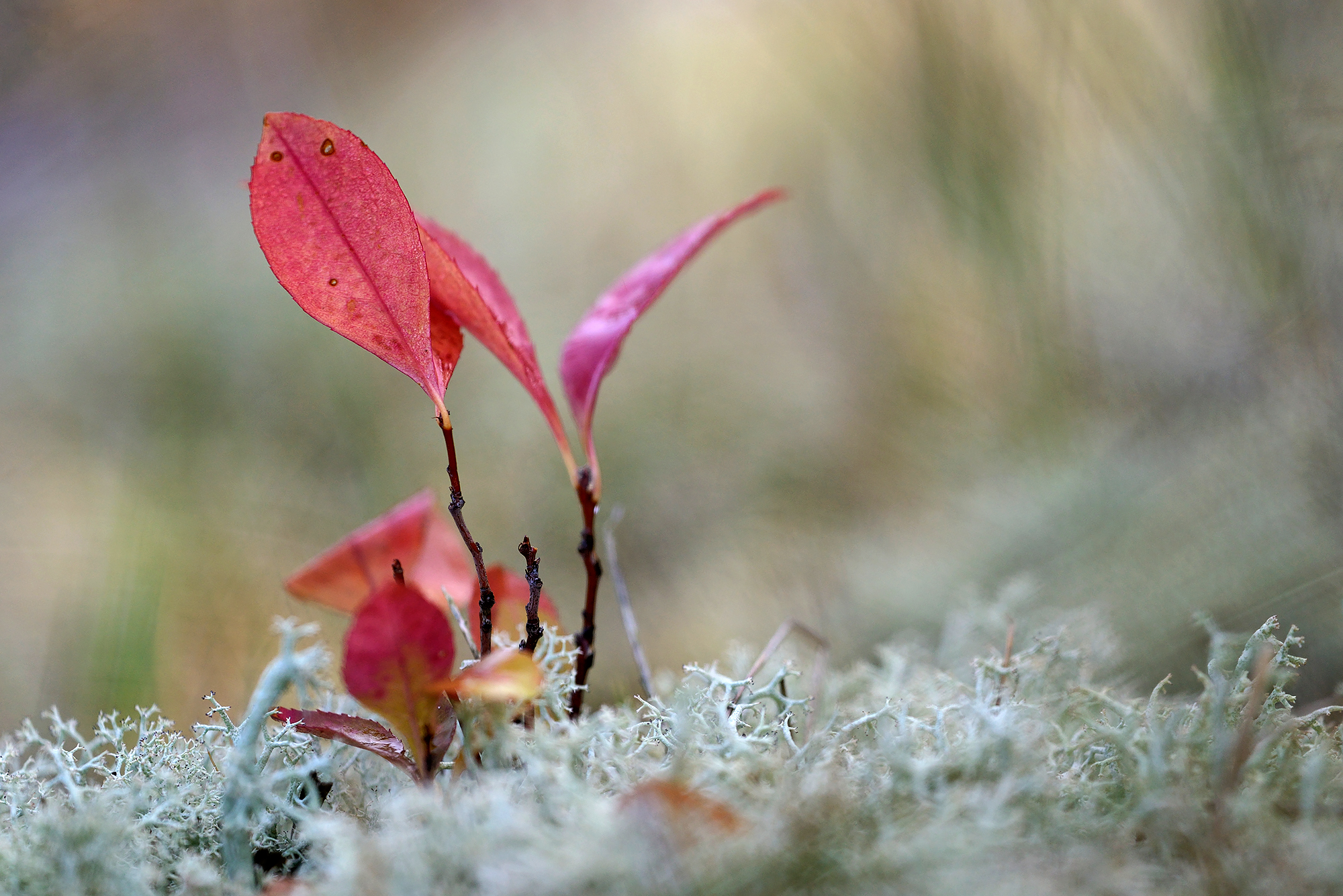 Rood verkleurd blad van een spruit van Amerikaanse Vogelkers (Prunus serotina) tussen rendiermos in de Schoorlse Duinen.