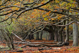 Bomenlaan van paardenkastanje (Aesculus) met verkleurd blad tijdens herfst in het duinbos van Nationaal Park Zuid-Kennemerland bij Santpoort-Nooord.