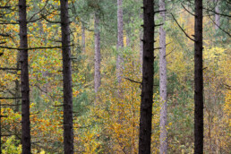 Doorkijkje tussen boomstammen in naaldbos naar verkleurde bladeren tijdens herfst van de Schoorlse Duinen.