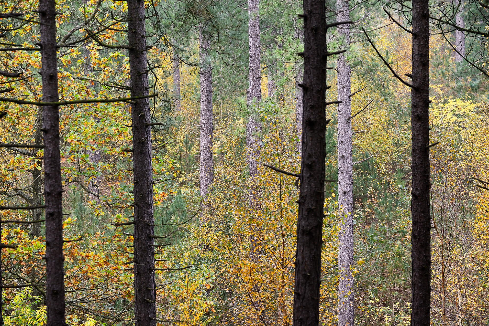 Doorkijkje tussen boomstammen in naaldbos naar verkleurde bladeren tijdens herfst van de Schoorlse Duinen.