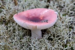 Roze hoed en witte steel van roze berkenrussula (Russula betularum) tussen rendiermos in het Noordhollands Duinreservaat bij Bergen.