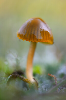 Ssteel en olijfbruine hoed van papegaaizwammetje (Hygrocybe psittacina) in de duingraslanden van de Amsterdamse Waterleidingduinen bij Vogelenzang.