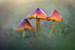 Drie zwartwordende wasplaat (Hygrocybe conica) naast elkaar tussen het gras in het Nationaal Park Duinen van Texel bij Den Hoorn