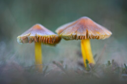 Zwartwordende wasplaat (Hygrocybe conica) tussen het gras in de duingraslanden van het Nationaal Park Duinen van Texel bij Den Hoorn