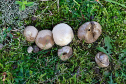 Afgeplatte stuifzwammen (Lycoperdon pratense) in het duingrasland van het Nationaal Park Duinen van Texel bij Den Hoorn.