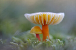 Wasplaat (Hygrocybe) met oranje steel en gele hoed in het duingrasland van het Nationaal Park Duinen van Texel bij Den Hoorn.