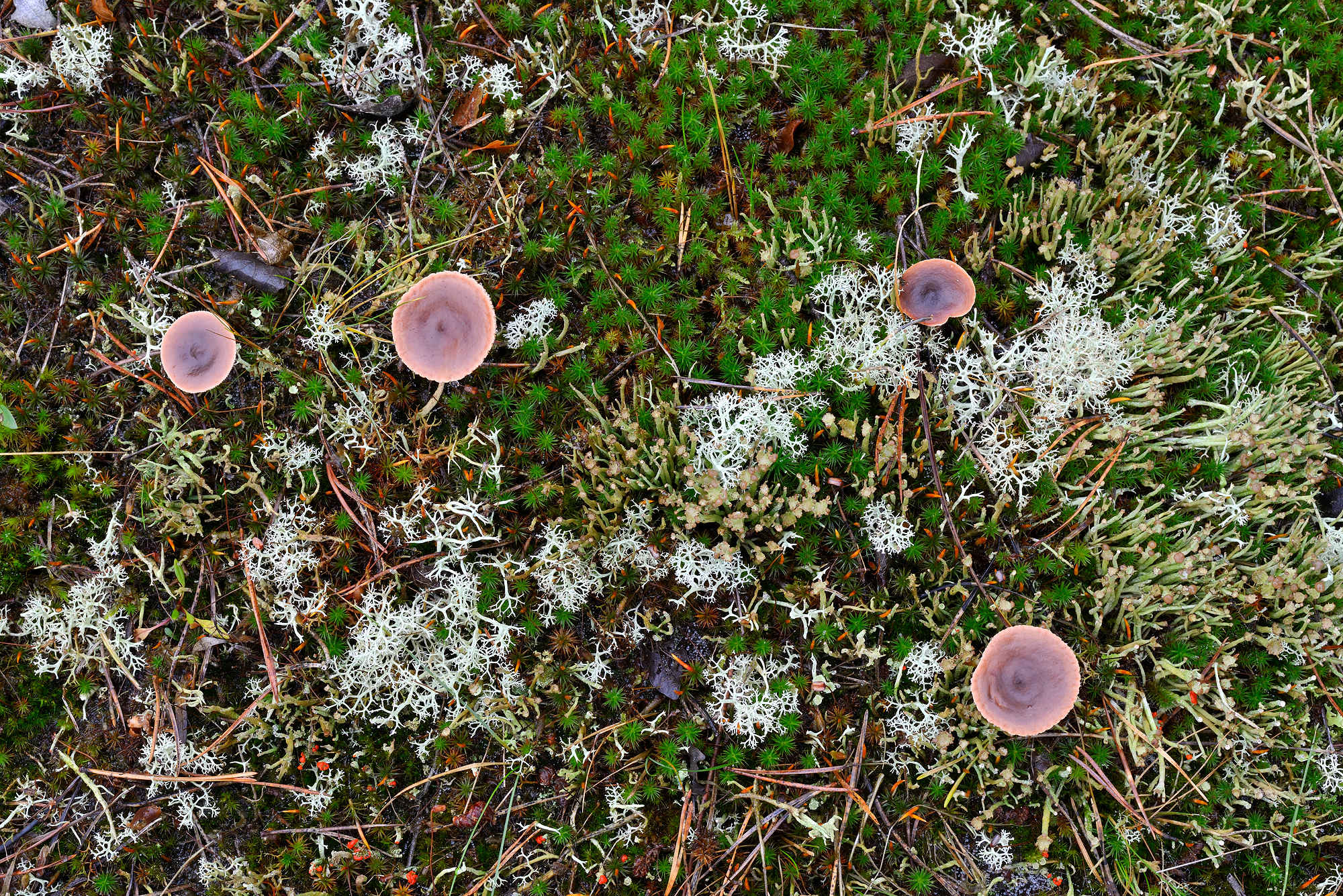 Bruine hoedjes van paddenstoelen tussen rendiermos en bekermos tijdens herfst in het bos van de Schoorlse Duinen bij Bergen.