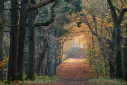 Zicht op uitkijkpunt Belvedere door bomenlaan met geel en oranje herfstblad op Buitenplaats Leyduin in Heemstede