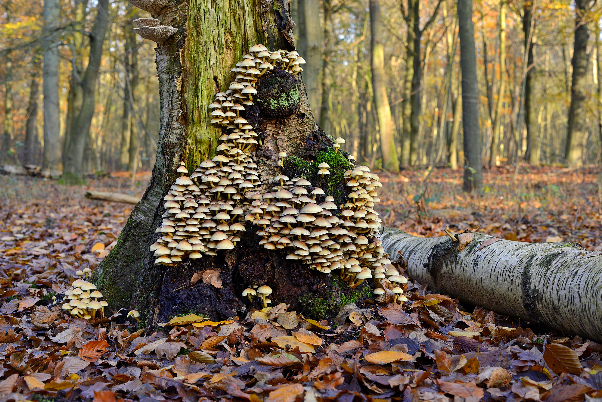 Grote groep gewone zwavelkop (Hypholoma fasciculare) aan de voet van een dode boom in het bos van Buitenplaats Leyduin in Heemstede.