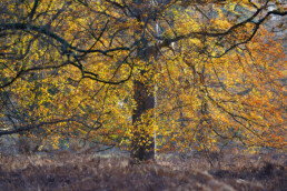 Zon schijnt op het oranjegele blad van een grote beuk (Fagus sylvatica) tijdens herfst op Buitenplaats Leyduin in Heemstede.