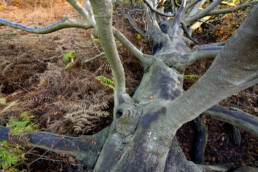 Grote omgevallen beuk (Fagus sylvatica) in een veld met varens tijdens herfst op Buitenplaats Leyduin in Heemstede.