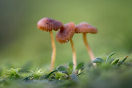 Drie kleine, bruine zwammetjes tijdens herfst in de duingraslanden van het Noordhollands Duinreservaat bij Heemskerk.