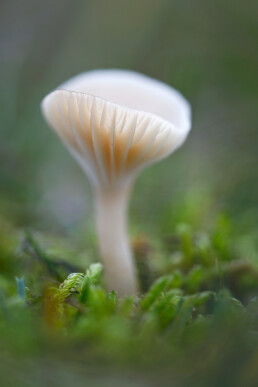 Gewoon sneeuwzwammetje (Hygrocybe virginea) tussen het mos in de duingraslanden van het Noordholands Duinreservaat bij Heemskerk.