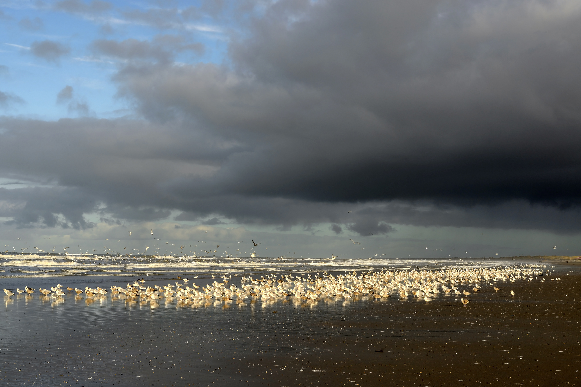Donkere wolken van naderende regenbui boven grote groep rustende meeuwen langs de vloedlijn op het strand van Wijk aan Zee