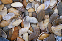 Aangespoelde schelpen van zaagje (Donax vittatus) langs de vloedlijn op het strand van Hargen aan Zee.