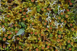 Bruingroene stengels van duinklauwtjesmos (Hypnum cupressiforme) in de duinen van het Zwanenwater bij Callantsoog.