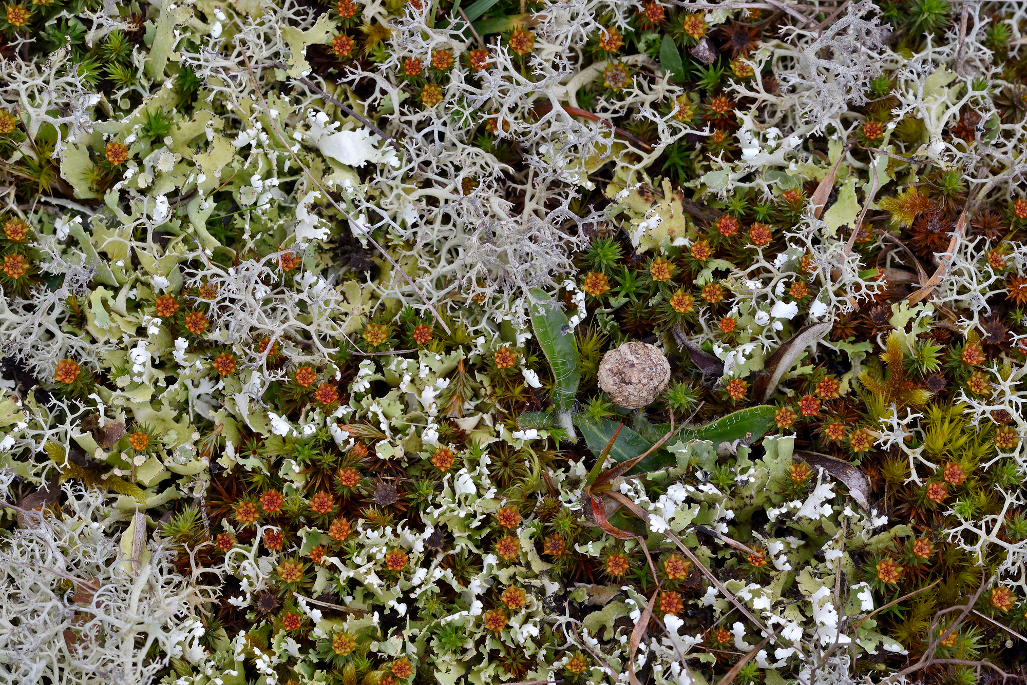 Verzameling van verschillende soorten (korst)mossen op het zand van de duinen in het Zwanenwater bij Callantsoog