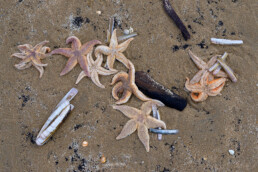 Aangespoelde schelpen, stukken houten en zeesterren (Asterias rubens) op het strand van Heemskerk na een storm op de Noordzee.