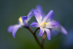 Blauwe bloemen van grote sneeuwroem (Scilla siehei) in het vroege voorjaar op Landgoed Elswout in Overveen.