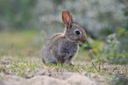 Jong konijn (Oryctolagus cuniculus) op zanderig duin nabij struweel in het Nationaal Park Zuid-Kennemerland bij IJmuiden