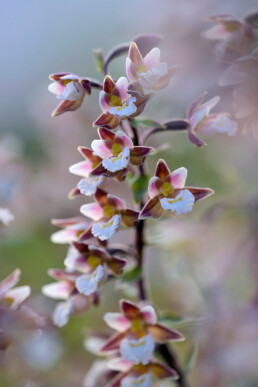 Stengel met witte bloemen van een Moeraswespenorchis (Epipactis palustris) in een natte duinvallei in het Noordhollands Duinreservaat bij Heemskerk.