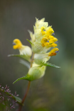 Stengel en gele bloemen van grote ratelaar (Rhinanthus angustifolius) in een natte duinvallei in het Noordhollands Duinreservaat bij Heemskerk.