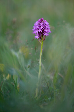 Roze bloemen van de orchidee hondskruid (Anacamptis pyramidalis) in het zeedorpenlandschap van het Noordhollands Duinreservaat bij Wijk aan Zee.