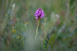 Roze bloemen van de orchidee hondskruid (Anacamptis pyramidalis) in het zeedorpenlandschap van het Noordhollands Duinreservaat bij Wijk aan Zee.