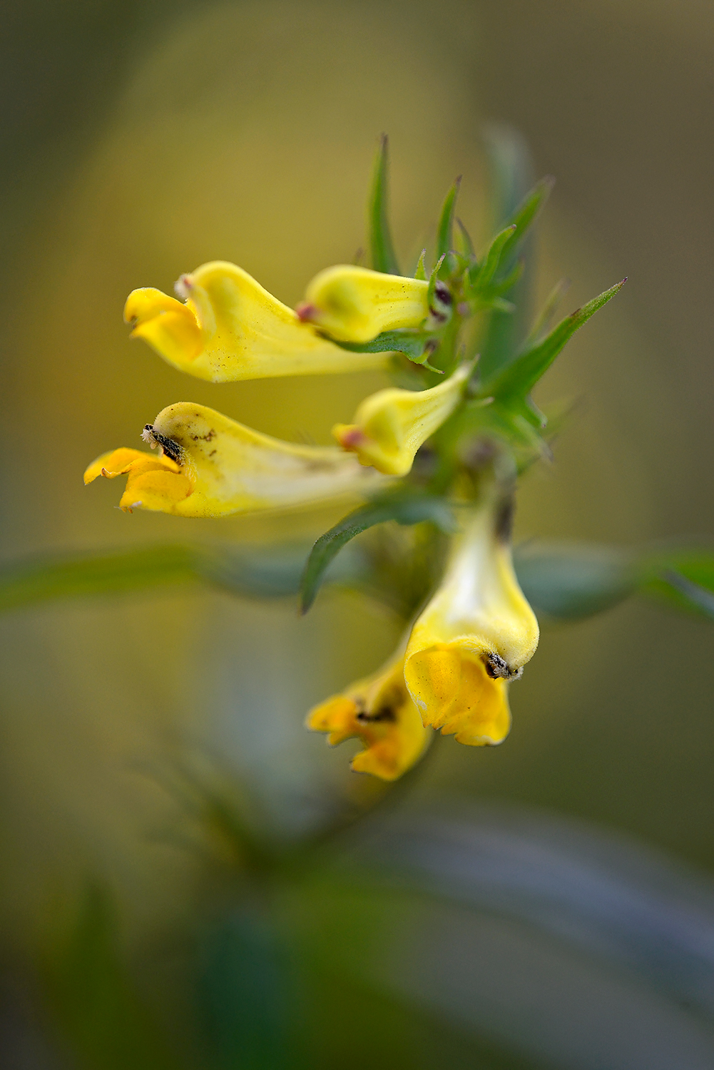 Gele bloemen van bloeiende hengel (Melampyrum pratense) in het duinbos van Noordhollands Duinreservaat bij Bergen.