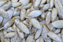 Grote groep aangespoelde witte rugschilden (Zeeschuim) van zeekat (Sepiida) op het strand van Egmond aan Zee.