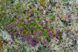 Paarse bloemetjes van grote tijm (Thymus pulegioides) tussen rendiermos in de duingraslanden van het Noordhollands Duinreservaat bij Bakkum.