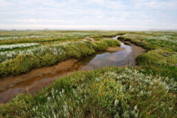 Slingerende slenk door het kwelderlandschap van De Slufter tijdens zonsopkomst in het Nationaal Park Duinen van Texel