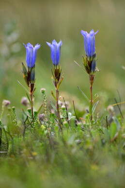 Drie klokjesgentiaan (Gentiana pneumonanthe) naast elkaar in een nat heideveld van het Nationaal Park Duinen van Texel