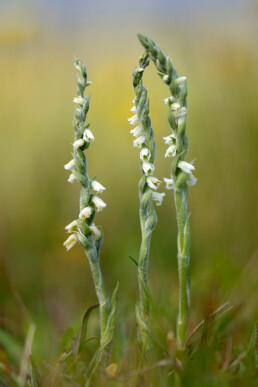 Behaarde stengels en kleine witte bloemen van herfstschroeforchis (Spiranthes spiralis) op het eiland Hompelvoet in Grevelingen.