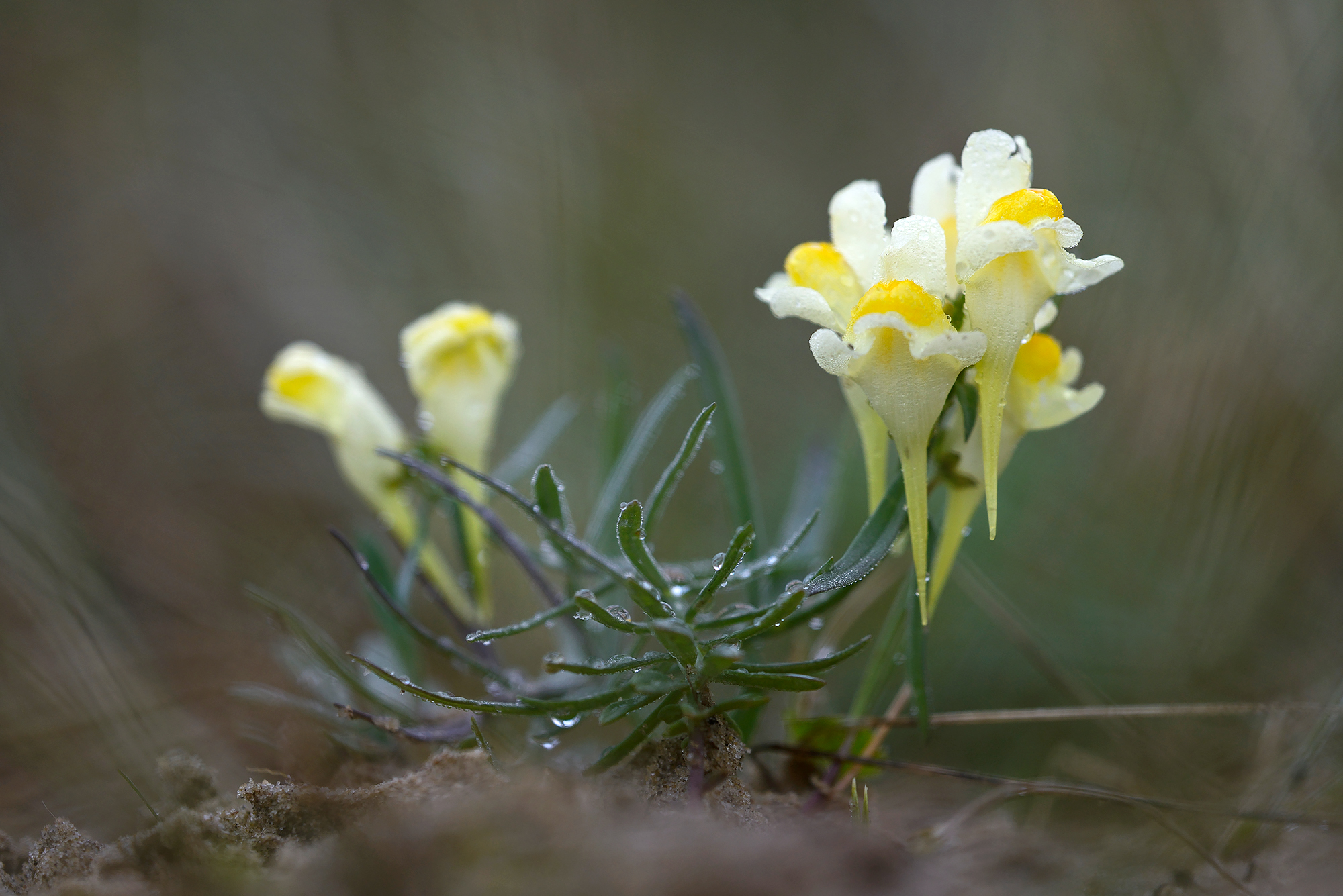 Geelwitte, trechtervormige bloemen van vlasbekje (Linaria vulgaris) in het duingrasland van het Noordhollands Duinreservaat bij Heemskerk.