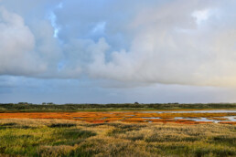 Herfstkleuren van rood verkleurd zeekraal op de kwelders van de Mokbaai op het Waddeneiland Texel.
