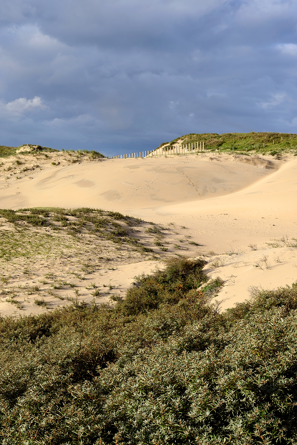 Zanderige duinhellingen van grote stuifduinen in de zeereep van het Nationaal Park Zuid-Kennemerland bij strandopgang Nieuwe Kattendel