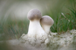 Twee plooivoetstuifzwammen (Lycoperdon excipuliforme) op het zand bij stuifduin in het Noordhollands Duinreservaat bij Bergen aan Zee