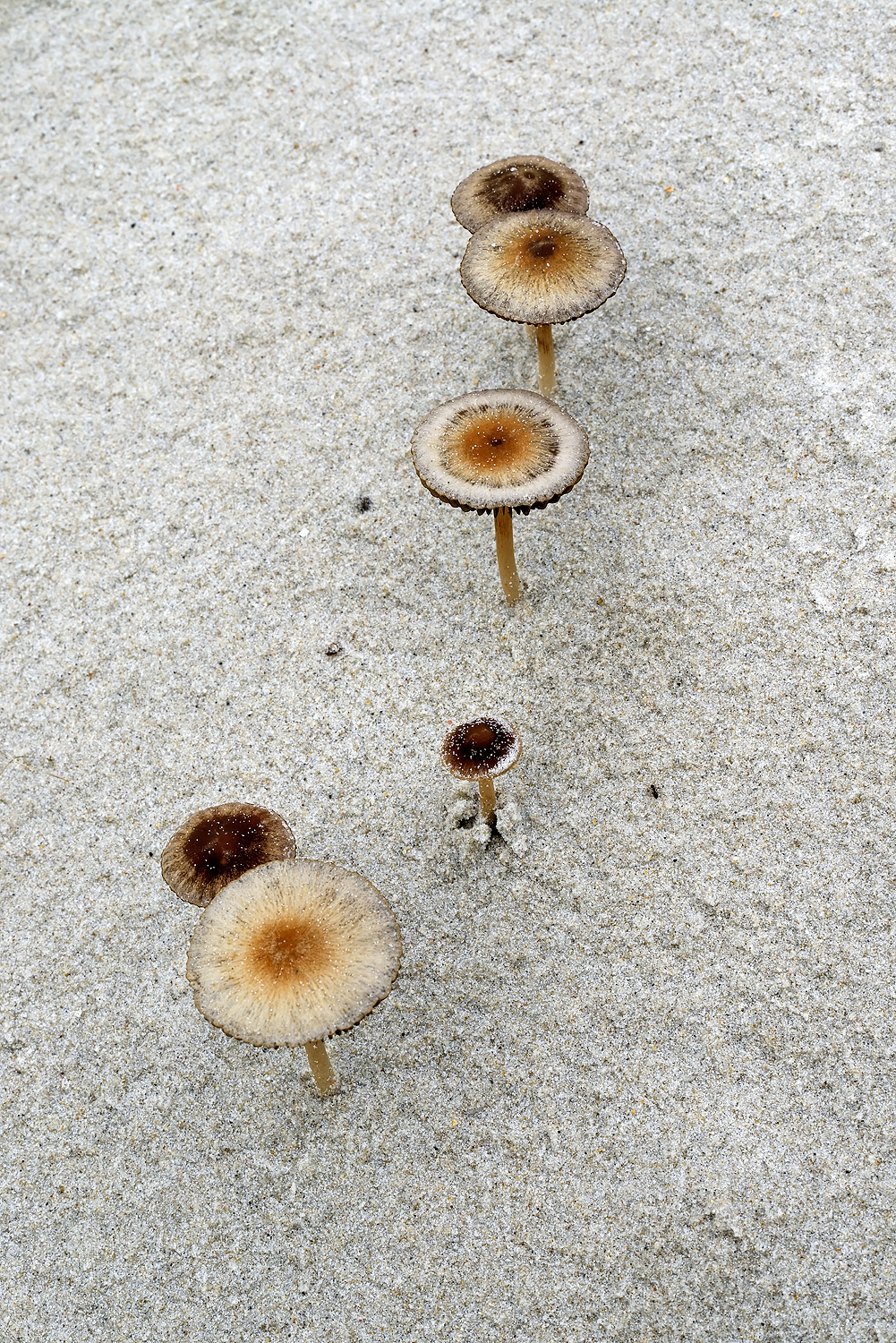 Groep duinfranjehoed (Psathyrella ammophila) op het kale zand van een stuifduin in het Noordhollands Duinreservaat bij Bergen aan Zee.