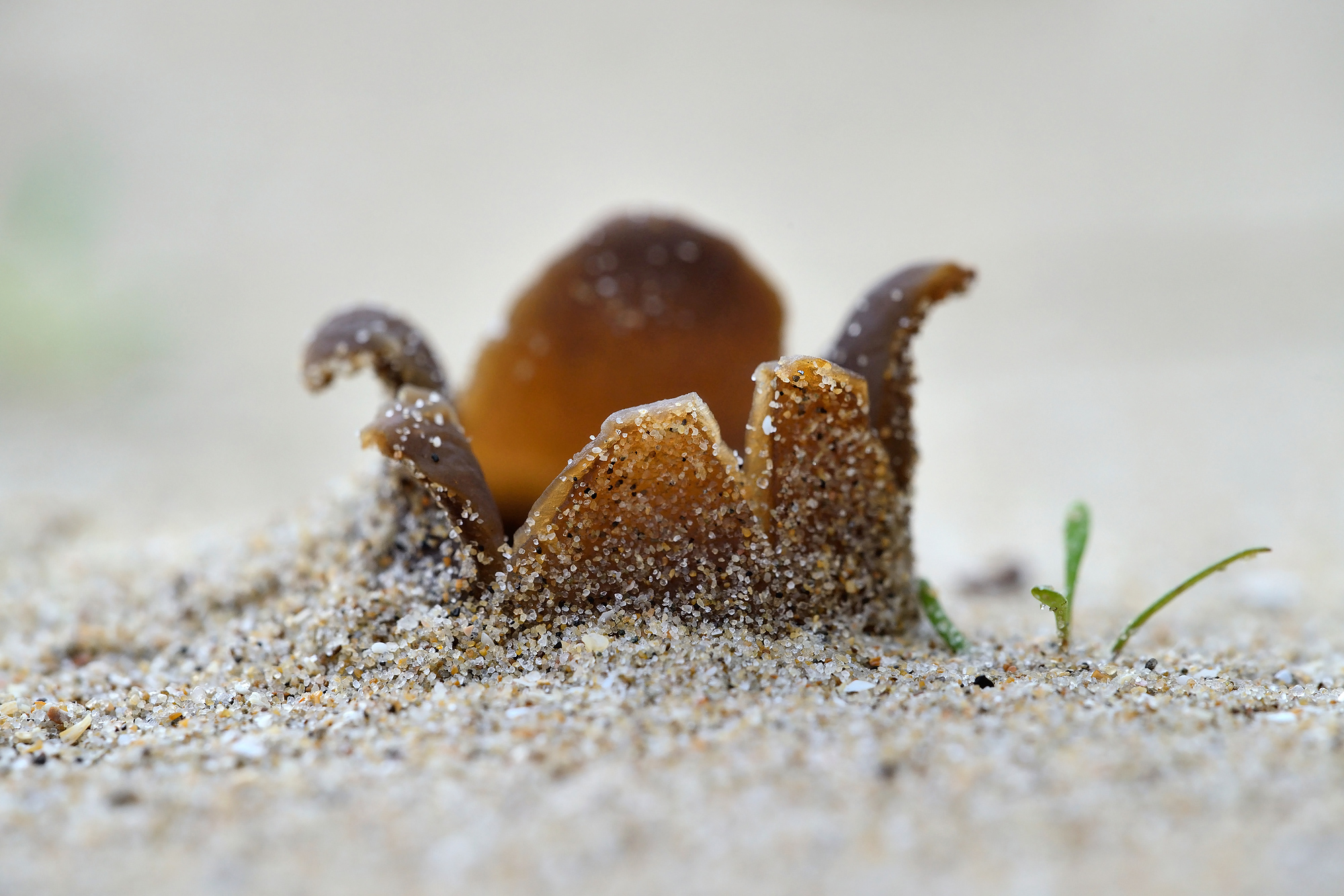 Zandkorrels op lobben van stervormige zandtulpje (Peziza ammophila) op het zand in de zeeduinen van het strand Heemskerk