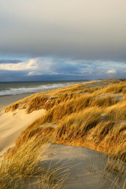 Warm licht van zonsondergang schijnt over zand en wuivend helmgras van de duinen op het strand van Petten